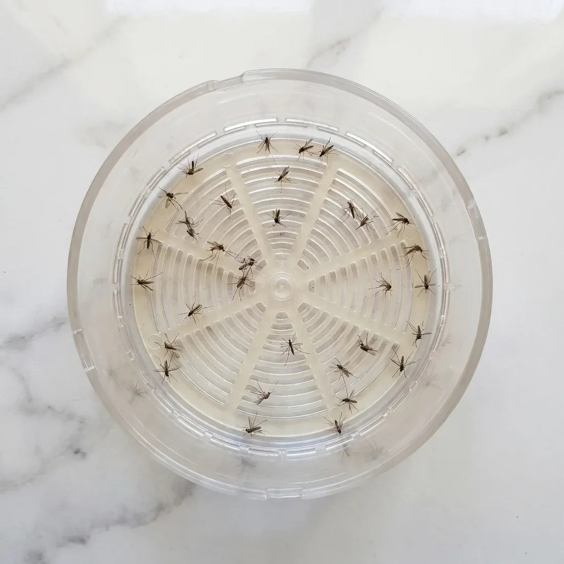 Depósito del Mosquito Killer visto desde arriba con mosquitos atrapados